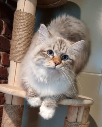 Neva-Masquarade mit exzellente Stammbaum vgl. Ragdoll, Heilige Birma