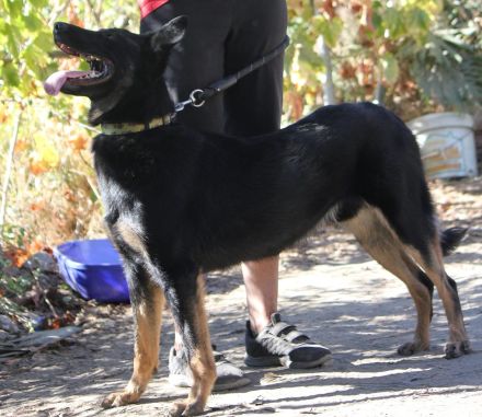 Liebenswerter Bruno sucht Dich zum Kuscheln