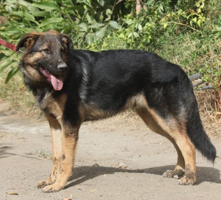 Traumhund Gus möchte dein Herz erobern