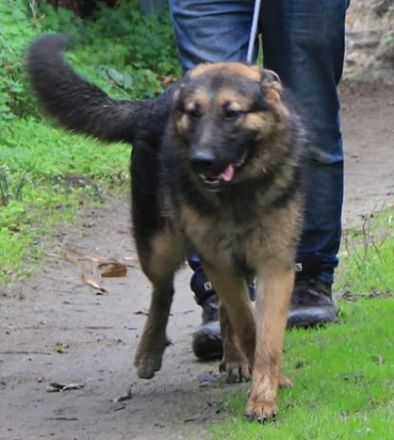 Traumhund Gus möchte dein Herz erobern