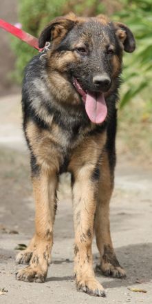 Traumhund Gus möchte dein Herz erobern