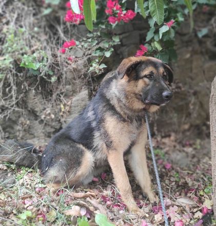 Traumhund Gus möchte dein Herz erobern