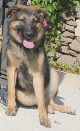 Traumhund Gus möchte dein Herz erobern