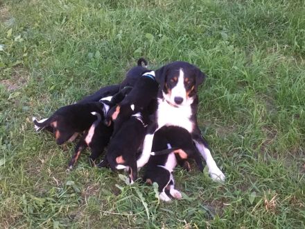 Appenzeller Hunde