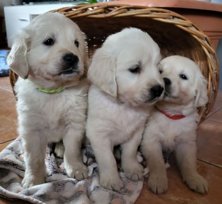 Golden Retriever Welpen mit Ahnentafel