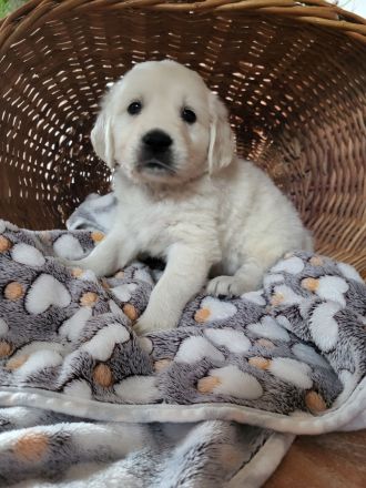 Golden Retriever Welpen mit Ahnentafel