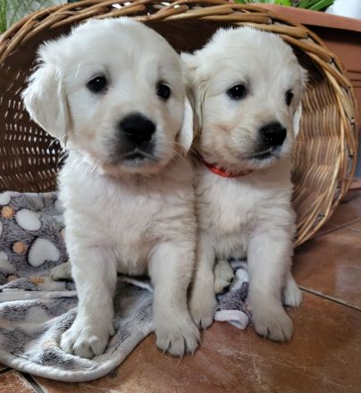Golden Retriever Welpen mit Ahnentafel