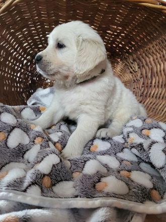 Golden Retriever Welpen mit Ahnentafel