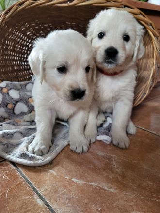Golden Retriever Welpen mit Ahnentafel