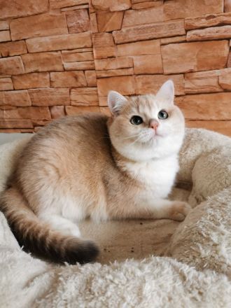 Reinrassigen BKH Kitten