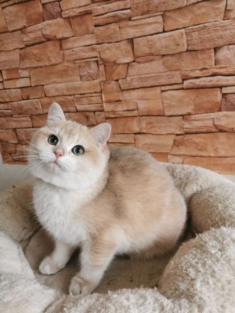 Reinrassigen BKH Kitten