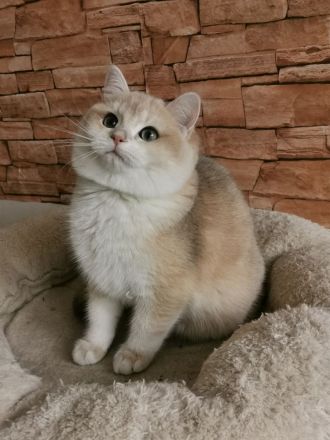 Reinrassigen BKH Kitten