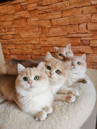 Reinrassigen BKH Kitten