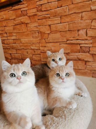 Reinrassigen BKH Kitten