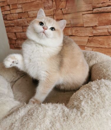 Reinrassigen BKH Kitten