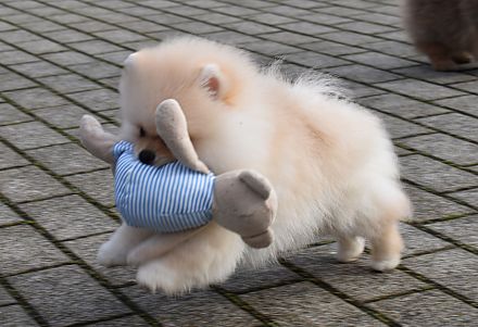 Pomeranian welpen
