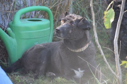 Kotangens, ruhige, unauffällige, scheue Hundedame, 7 Jahre alt, kastriert, 46 cm