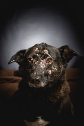 Kotangens, ruhige, unauffällige, scheue Hundedame, 7 Jahre alt, kastriert, 46 cm