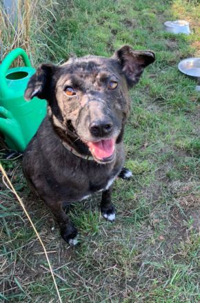 Kotangens, ruhige, unauffällige, scheue Hundedame, 7 Jahre alt, kastriert, 46 cm