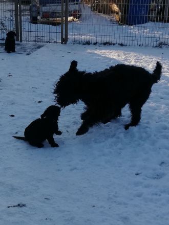 Welpen aus Riesenschnauzer Zucht