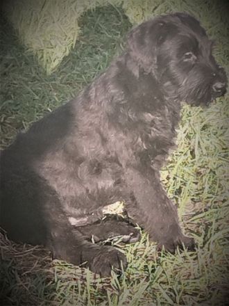 Welpen aus Riesenschnauzer Zucht