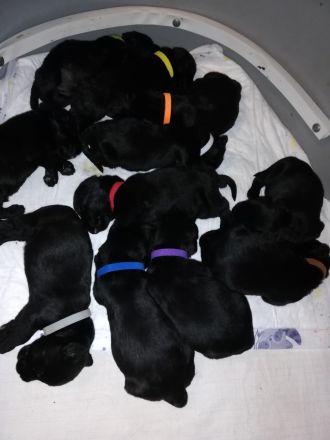 Welpen aus Riesenschnauzer Zucht