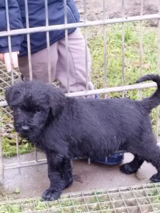 Welpen aus Riesenschnauzer Zucht