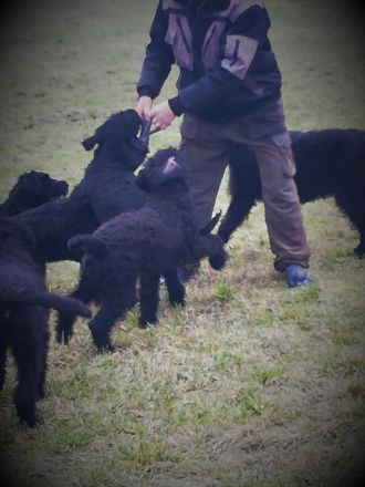 Welpen aus Riesenschnauzer Zucht