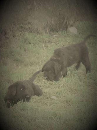 Welpen aus Riesenschnauzer Zucht