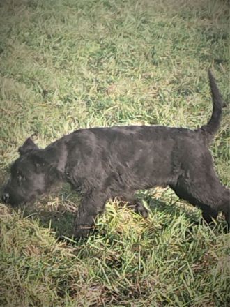 Welpen aus Riesenschnauzer Zucht