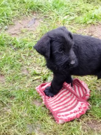 Welpen aus Riesenschnauzer Zucht