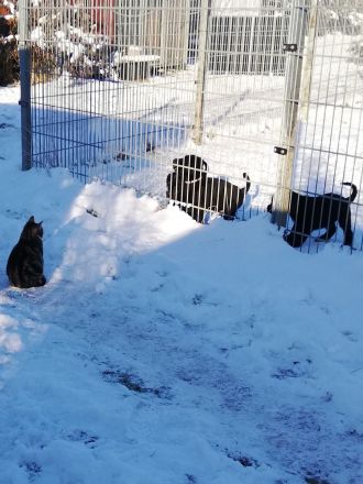 Welpen aus Riesenschnauzer Zucht