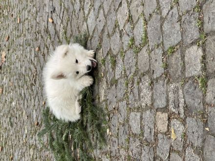 Weiße Schweizer Schäferhunde 3 Rüden suchen noch ihre Familie