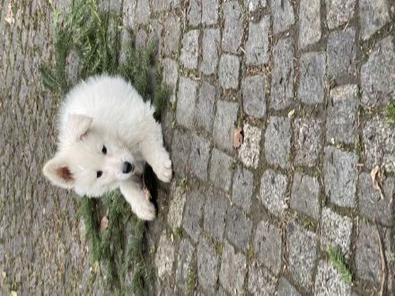 Weiße Schweizer Schäferhunde 3 Rüden suchen noch ihre Familie