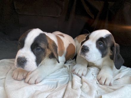 kleinen Bernhardiner-Alpinisten