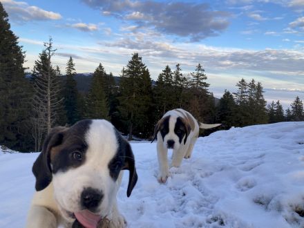 kleinen Bernhardiner-Alpinisten