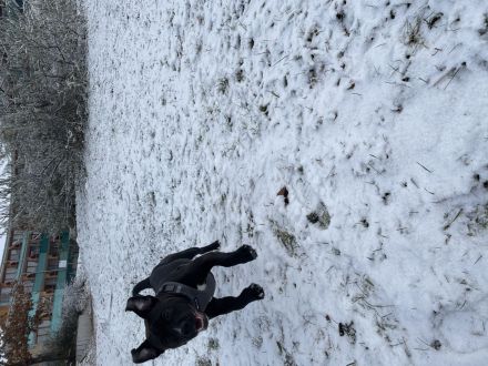 Toller Rüde in liebevolle Hände abzugeben