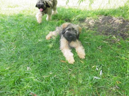 Cao da Serra de Aires (Portugiesischer Hütehund) mit VDH Ahnentafel