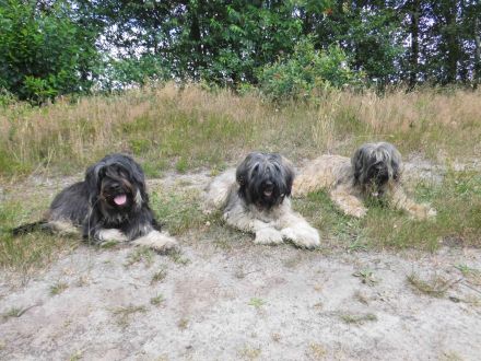 Cao da Serra de Aires (Portugiesischer Hütehund) mit VDH Ahnentafel