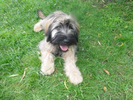 Cao da Serra de Aires (Portugiesischer Hütehund) mit VDH Ahnentafel