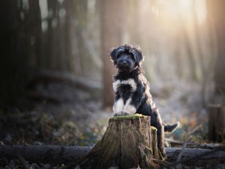 Cao da Serra de Aires (Portugiesischer Hütehund) mit VDH Ahnentafel