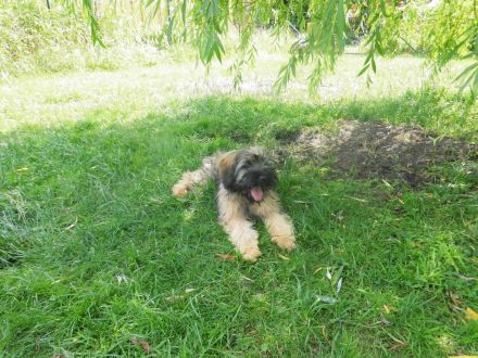 Cao da Serra de Aires (Portugiesischer Hütehund) mit VDH Ahnentafel