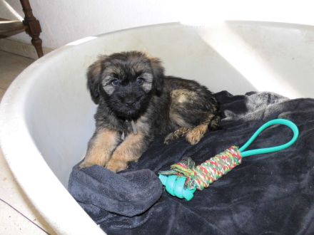 Cao da Serra de Aires (Portugiesischer Hütehund) mit VDH Ahnentafel