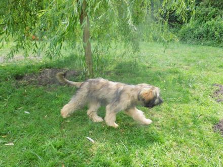Cao da Serra de Aires (Portugiesischer Hütehund) mit VDH Ahnentafel