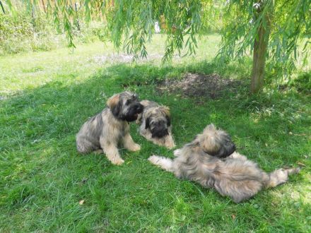 Cao da Serra de Aires (Portugiesischer Hütehund) mit VDH Ahnentafel