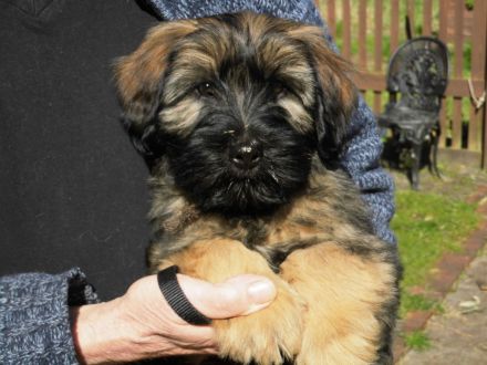 Cao da Serra de Aires (Portugiesischer Hütehund) mit VDH Ahnentafel