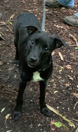 Sorgenfell Lia sucht ein zu Hause