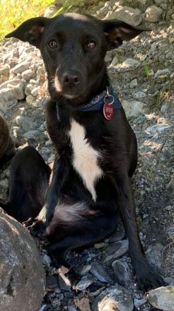 Sorgenfell Lia sucht ein zu Hause