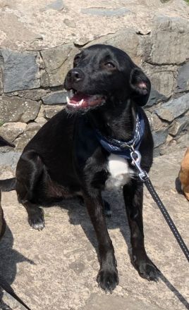 Sorgenfell Lia sucht ein zu Hause