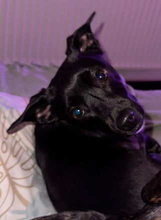 Sorgenfell Lia sucht ein zu Hause